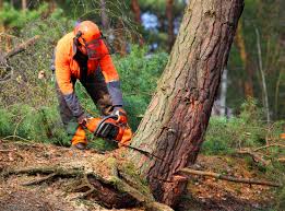 Best Emergency Tree Removal  in Clinton, PA